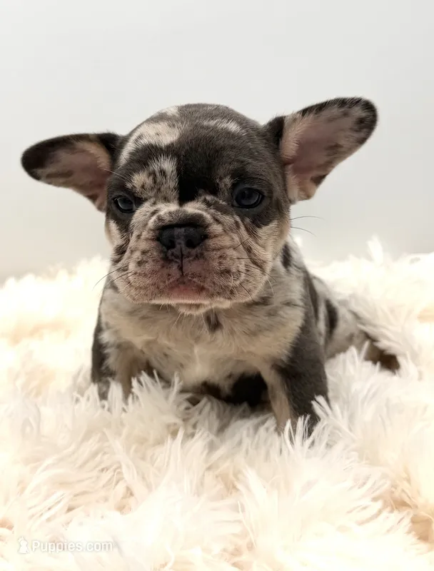 bella- genetic clear – French Bulldog puppy for sale in Millersburg, OH