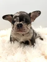 bella- genetic clear, a female French Bulldog for sale in Millersburg, OH – 1 of 4