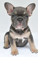simone, a male French Bulldog for sale in Millersburg, OH – 2 of 7