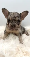 rosie- genetic clear, a female French Bulldog for sale in Millersburg, OH – 6 of 6