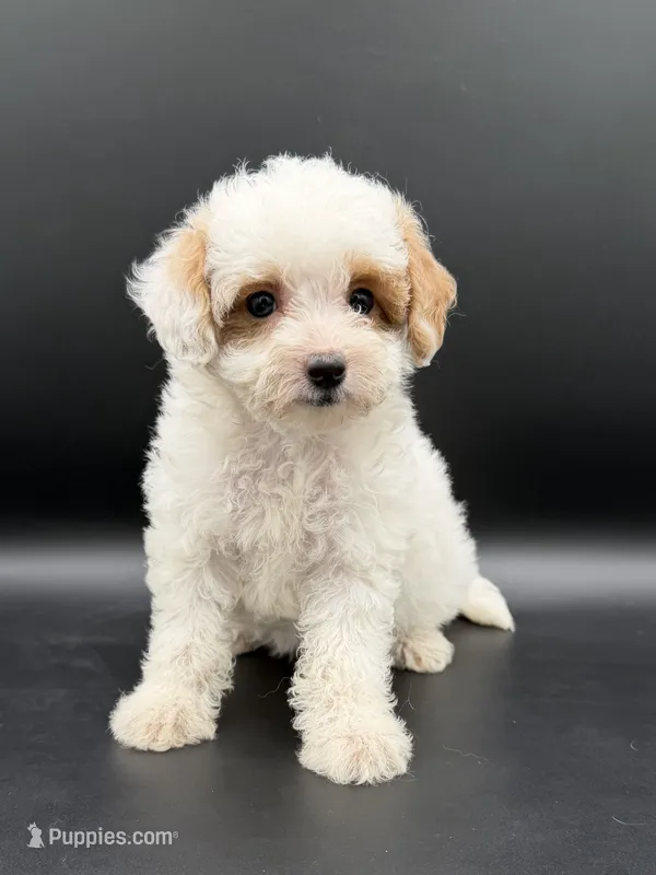 River – Miniature Goldendoodle puppy for sale in Millersburg, OH