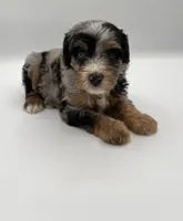 Pepples, a male Miniature Bernedoodle for sale in Millersburg, OH – 2 of 4