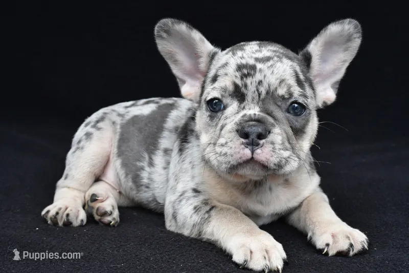 ziggy – French Bulldog puppy for sale in Millersburg, OH