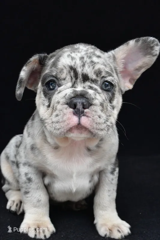 reggie – French Bulldog puppy for sale in Millersburg, OH