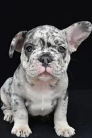 reggie, a male French Bulldog for sale in Millersburg, OH – 1 of 5