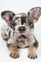 bella- genetic clear, a female French Bulldog for sale in Millersburg, OH – 4 of 8