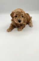 Moose, a male Miniature Goldendoodle for sale in Millersburg, OH – 1 of 4