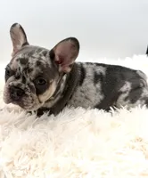 maverick- genetic clear, a male French Bulldog for sale in Millersburg, OH – 4 of 4