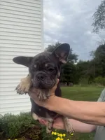 rocco, a male French Bulldog for sale in Millersburg, OH – 3 of 9