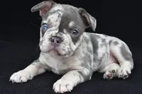 kya, a female French Bulldog for sale in Millersburg, OH – 5 of 8