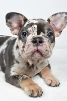bella- genetic clear, a female French Bulldog for sale in Millersburg, OH – 7 of 8