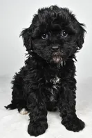 tae tae, a female Cavapoo for sale in Millersburg, OH – Photo 6 of 8