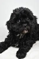 tae tae, a female Cavapoo for sale in Millersburg, OH – Photo 4 of 8