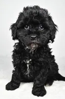 tae tae, a female Cavapoo for sale in Millersburg, OH – Photo 3 of 8