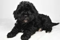 tae tae, a female Cavapoo for sale in Millersburg, OH – Photo 1 of 8