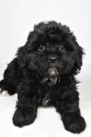 tae tae, a female Cavapoo for sale in Millersburg, OH – Photo 7 of 8