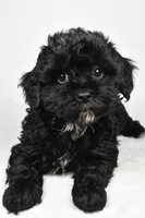 tae tae, a female Cavapoo for sale in Millersburg, OH – Photo 5 of 8