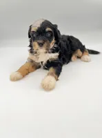 Cali, a female Miniature Bernedoodle for sale in Millersburg, OH – 4 of 4