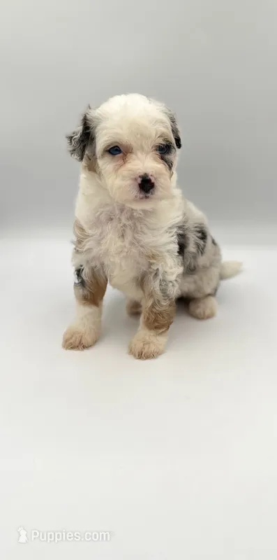 Fern – Miniature Bernedoodle puppy for sale in Millersburg, OH