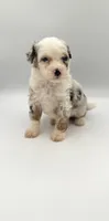 Fern, a female Miniature Bernedoodle for sale in Millersburg, OH – 1 of 5