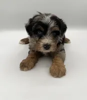 Pepples, a male Miniature Bernedoodle for sale in Millersburg, OH – 3 of 4