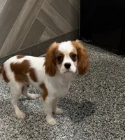 simon, a male Cavalier King Charles Spaniel for sale in Millersburg, OH – 1 of 5