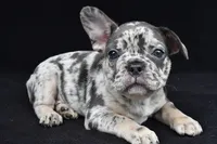 duke, a male French Bulldog for sale in Millersburg, OH – 2 of 10