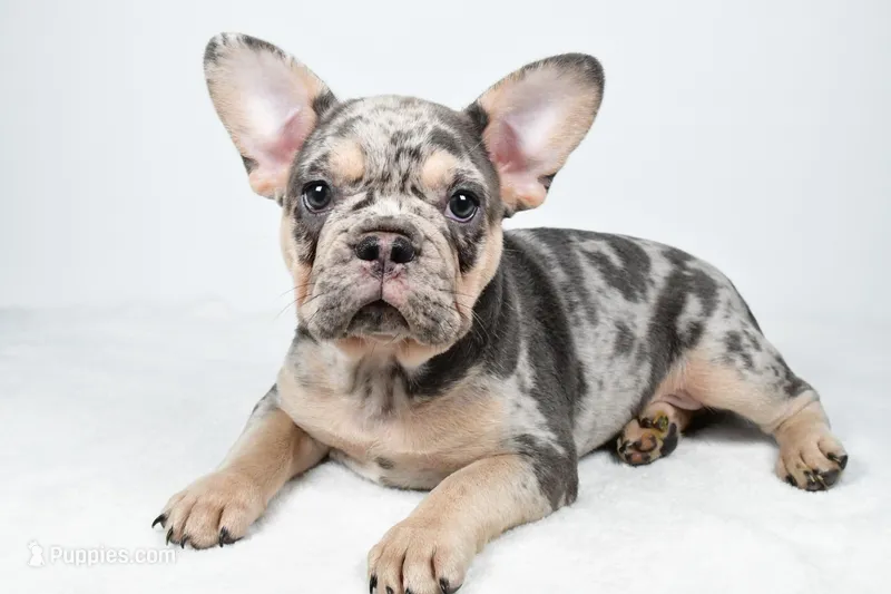 rosie- genetic clear – French Bulldog puppy for sale in Millersburg, OH