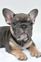 simone, a male French Bulldog for sale in Millersburg, OH – 4 of 7