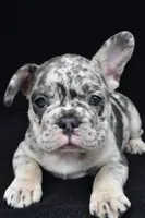 reggie, a male French Bulldog for sale in Millersburg, OH – 5 of 5