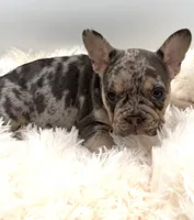 rosie- genetic clear, a female French Bulldog for sale in Millersburg, OH – 5 of 6
