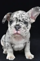 reggie, a male French Bulldog for sale in Millersburg, OH – 3 of 5