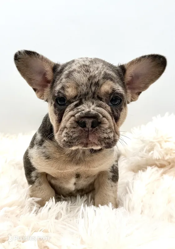 rosie- genetic clear – French Bulldog puppy for sale in Millersburg, OH
