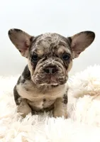rosie- genetic clear, a female French Bulldog for sale in Millersburg, OH – 1 of 6