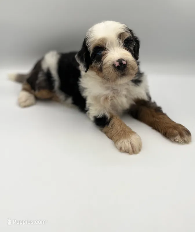 Pluto – Miniature Bernedoodle puppy for sale in Millersburg, OH