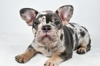 bella- genetic clear, a female French Bulldog for sale in Millersburg, OH – 6 of 8