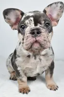 bella- genetic clear, a female French Bulldog for sale in Millersburg, OH – 5 of 8