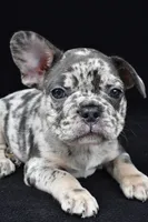duke, a male French Bulldog for sale in Millersburg, OH – 6 of 10