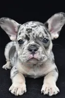 ziggy, a female French Bulldog for sale in Millersburg, OH – 6 of 8