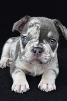 kya, a female French Bulldog for sale in Millersburg, OH – 2 of 8