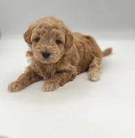 Moose, a male Miniature Goldendoodle for sale in Millersburg, OH – 2 of 4
