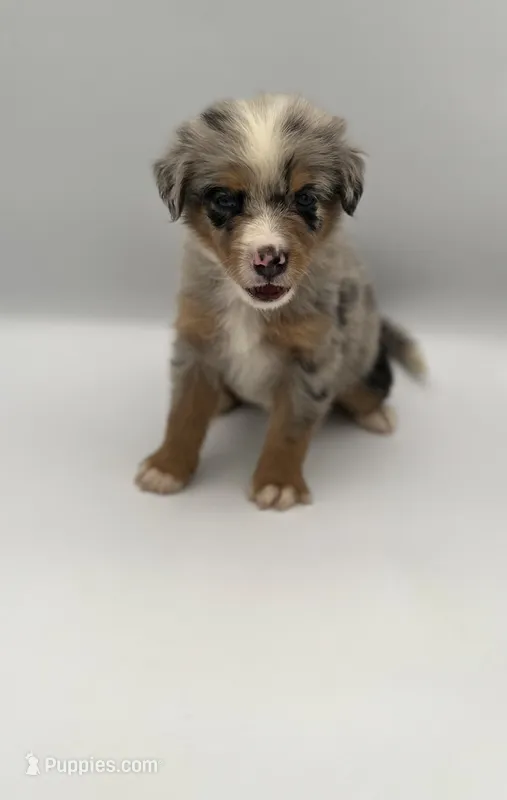 Smokey – Miniature Bernedoodle puppy for sale in Millersburg, OH