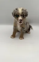 Smokey, a male Miniature Bernedoodle for sale in Millersburg, OH – 1 of 4