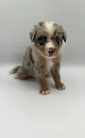 Smokey, a male Miniature Bernedoodle for sale in Millersburg, OH – 2 of 4