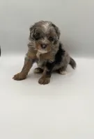 Bodie, a male Miniature Bernedoodle for sale in Millersburg, OH – 4 of 4
