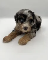 Pepples, a male Miniature Bernedoodle for sale in Millersburg, OH – 4 of 4