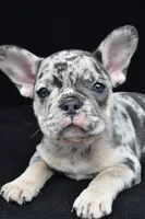 ziggy, a female French Bulldog for sale in Millersburg, OH – 8 of 8