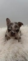 jim-genetic clear, a male French Bulldog for sale in Millersburg, OH – 3 of 3