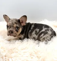 rosie- genetic clear, a female French Bulldog for sale in Millersburg, OH – 4 of 6