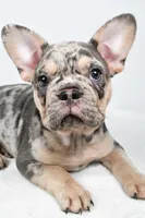 rosie- genetic clear, a female French Bulldog for sale in Millersburg, OH – 7 of 9